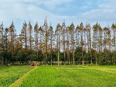 -上海长兴岛郊野公园