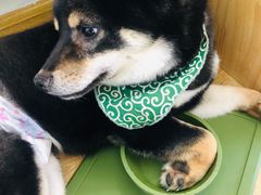 -柴犬小屋·柴餐厅·狗咖食堂(金鼎广场店)