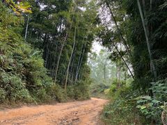 -黄埔油麻山森林公园