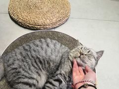 -Heymao猫咖.咖啡厅(东门店)