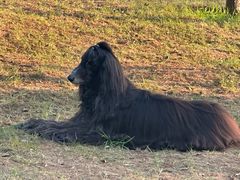 -爪吧宠物乐园 (温榆河示范区店)