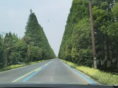 -黄海国家森林公园