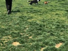 -趣玩宠物乐园寄养训犬训狗游泳池