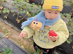 -喜杨洋草莓采摘园