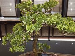 -青雅中餐厅(大连金石滩绿发希尔顿度假酒店)