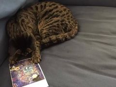 -猫的天空之城概念书店(苏州平江店)