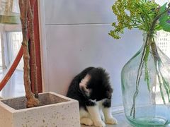 -共舞时光猫咖·狗咖(新街口店)