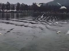 -东湖落雁景区