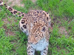 -西霞口神雕山野生动物世界