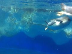 -凯莉-塔尔敦海洋生物水族馆