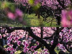 -花岙岛