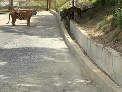 -栾川竹海野生动物园