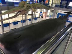 -上海海洋大学鱼文化博物馆(军工路校区)