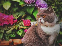 -大隐花事(熊婆婆的花园店)