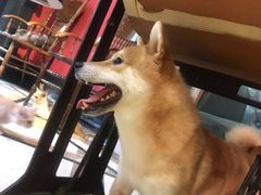 -猫色咖啡·猫咖
