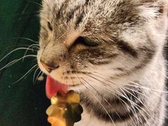 -猫儿山۰猫主题餐厅