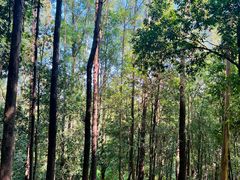 -火炉山森林公园