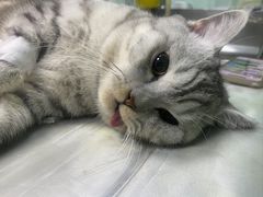 -美联众合动物医院·24h京西诊疗中心