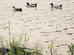 -上海怡沁园度假酒店