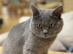 -喵呜公社猫咖