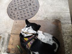 -义顺牛奶公司(新马路老店)