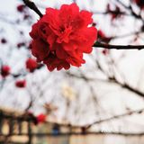 春天来了