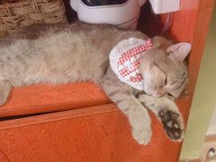 -万小咖.猫咖(中山路天虹店)