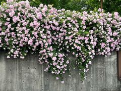 -丹东路渡口(轮渡站)