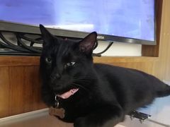 -喵园·猫主题咖啡厅·撸猫·猫咖(国贸店)