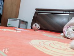 -Bastet sally猫舍购宠(静安店)