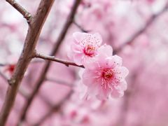 -白塘生态植物园