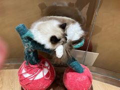 -1013 PET SHOP精品宠物商店(丁香店)