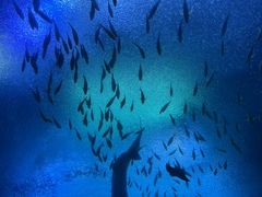 -珠海长隆海洋王国
