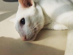 -飞行喵MR PILOT|猫舍·猫咖(静安大融城店)