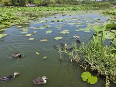 -前关湿地公园