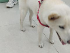 -瑞鹏宠物医院·骨科·猫科·内科(第一中心)