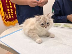 -佳雯宠物医院(四明中路分院)