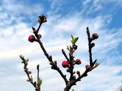 -南国桃园旅游度假区