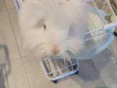 -怪兽屋·羊驼·猫咖·狗咖(俊华广场店)