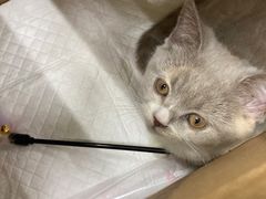 -瑞派动物医院·猫专科·至诚(江南中分院)