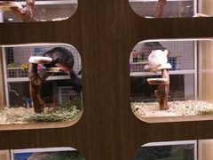 -藦茜花园宠物主题亲子互动体验馆(国顺东路店)