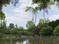 -嘉定紫藤园