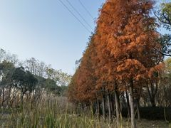 -昆山城市生态森林公园