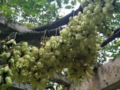 景点-鼎湖山风景区