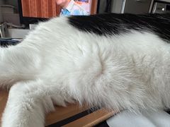 -四月宠物医院·猫专科·心脏专科·内科(转塘店)