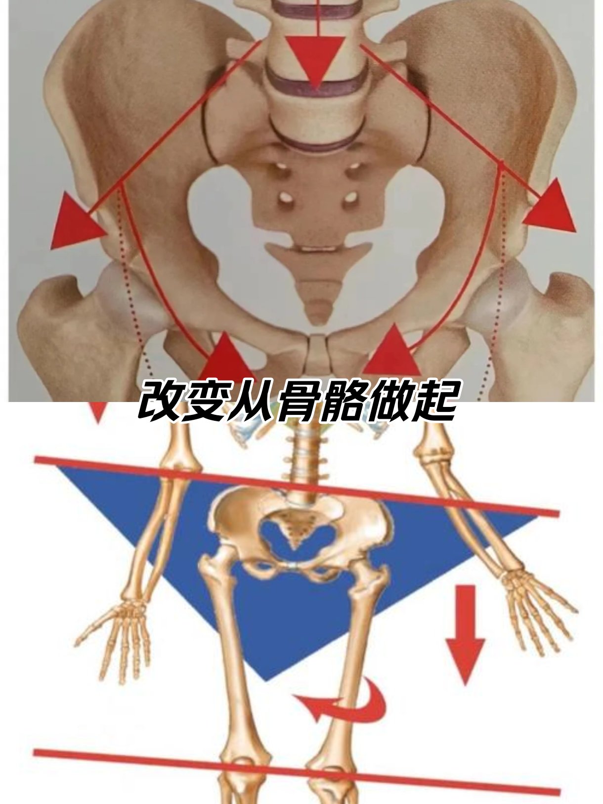 骨盆的重要标志图片