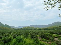 -中国茶叶博物馆(双峰馆区)