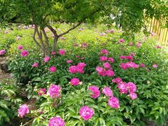 芍药-沈阳植物园