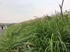 -光明小镇欢乐田园