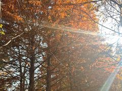 -上海海湾国家森林公园